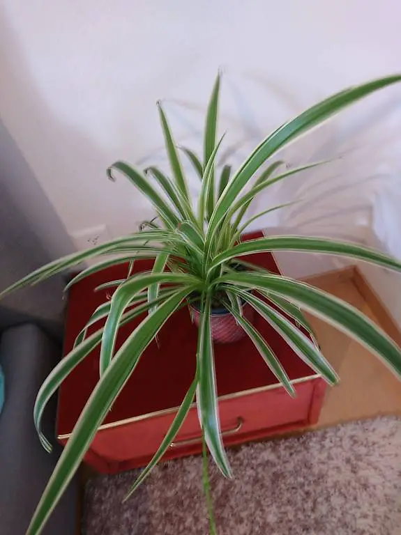 Zimmerpflanze, gr? nlilie