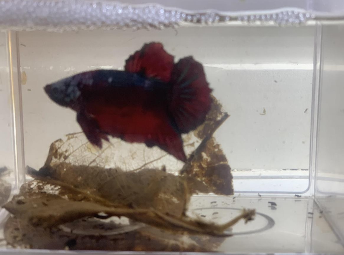 Koi Red Galaxy - Betta splendens