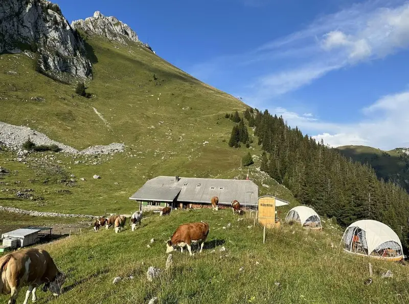 Alp Sömmerungsplatz für Gusti Rinder | Oberstockenalp