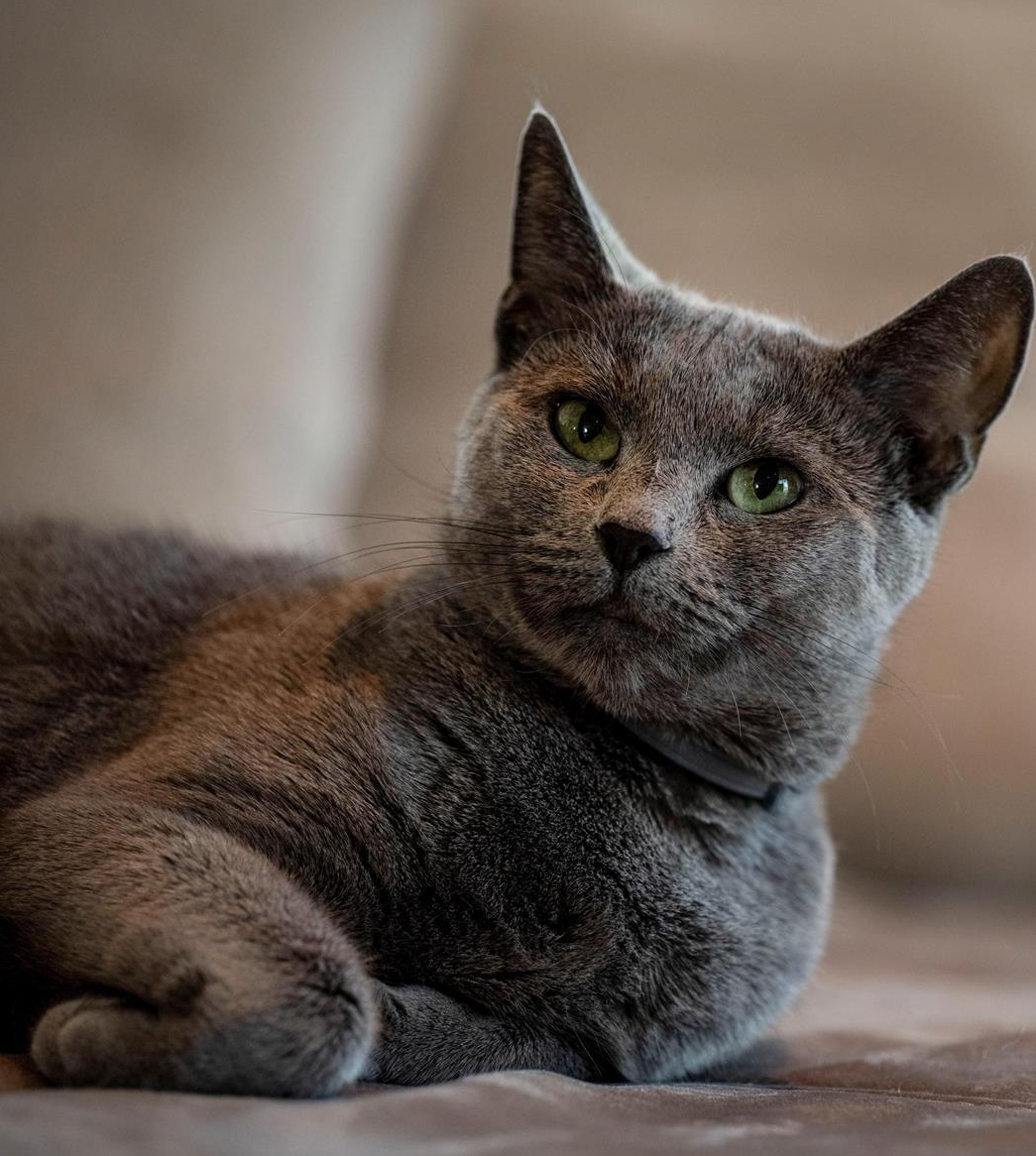 Russisch Blau Kitten mit Stammbaum zu verkaufen