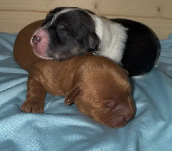 Yorkiepoo Yorkshire Terrier / Zwergpudel