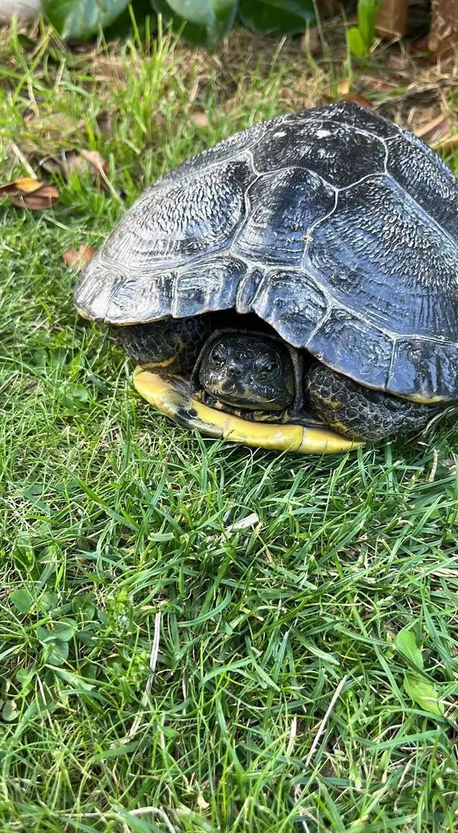 Gelbwangen Wasserschildkröte günstig abzugeben