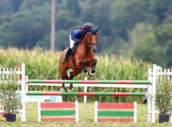 Reitstunden Grundausbildung, Springtrainings, Dressurlektionen