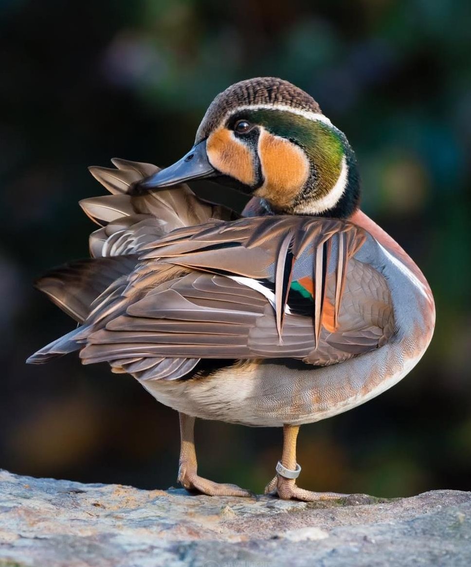 Diverse Enten/Gänse aus Naturbrut