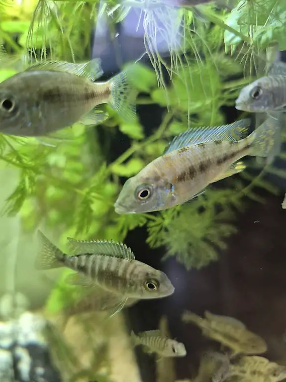 Junge Malawi Buntbarschen aus eigener Zucht