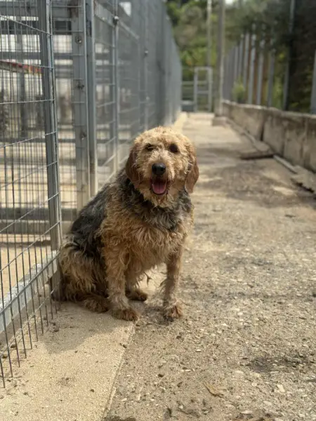 Malou, ca. 6,6 Jahre, Griffon-Mix, z.zt. in Griechenland