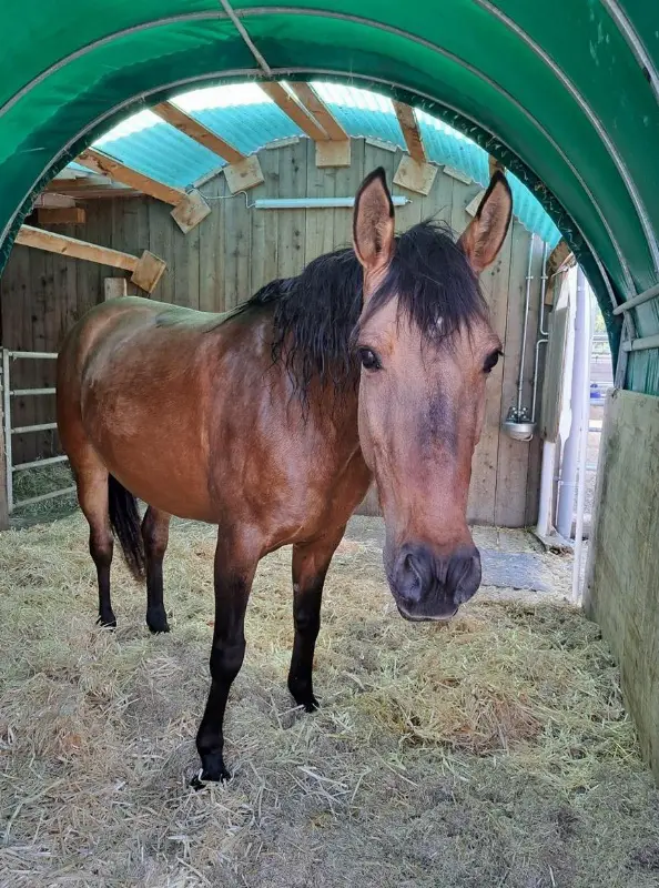 Reitbeteiligung Anfänger, Wiedereinsteiger & Grundausbildung Niveau