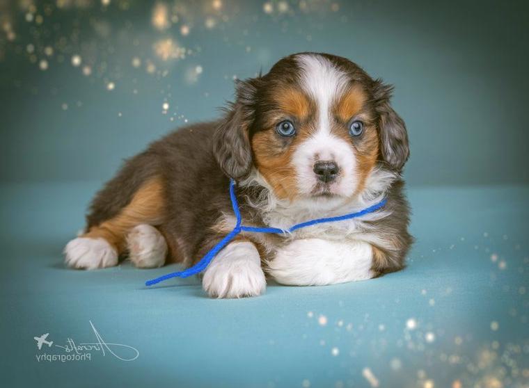 Aussalier Cavapoo Babys suchen Kuschelplatz