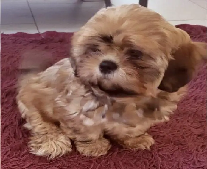 Reinrassige Shih Tzu Welpen: Alle haben ein Zuhause gefunden