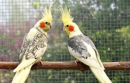 vendo 3 calopsite con grande gabbia