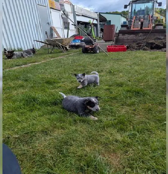 Australische Cattle Dog Welpen