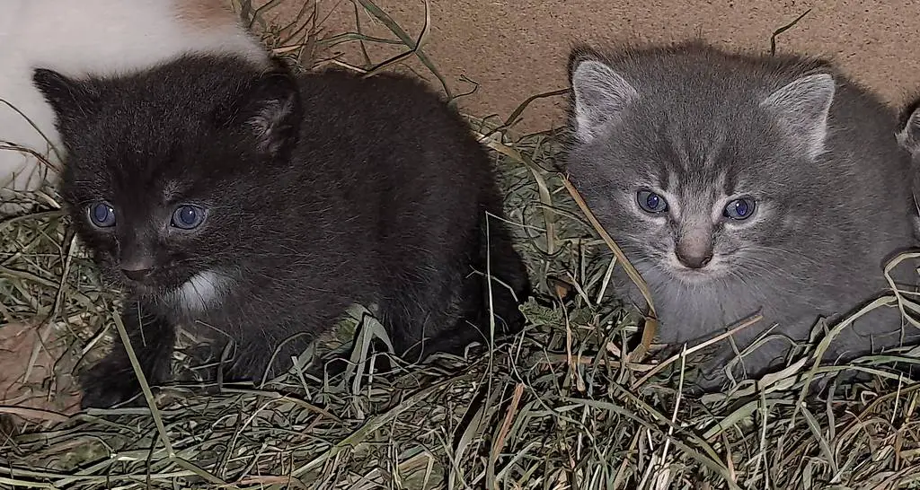 Süsse Bauernhof Katzenbabys