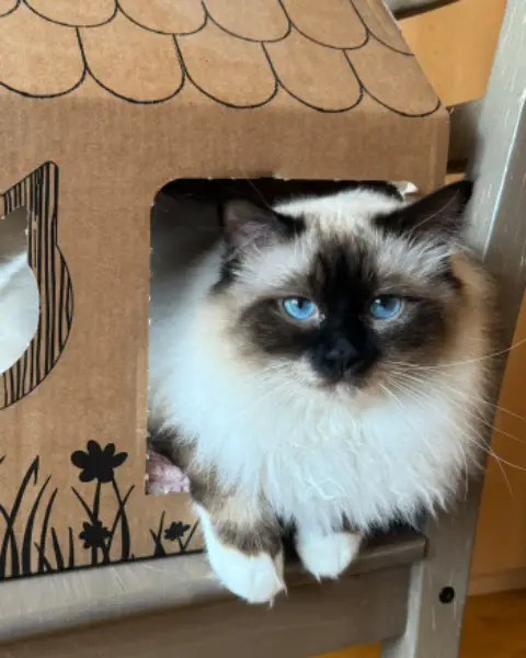 Deckkater, Heilige Birma