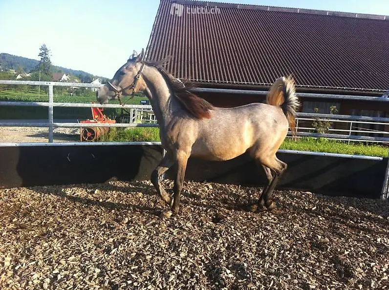 Reitbeteiligung in Ebmatingen: -)