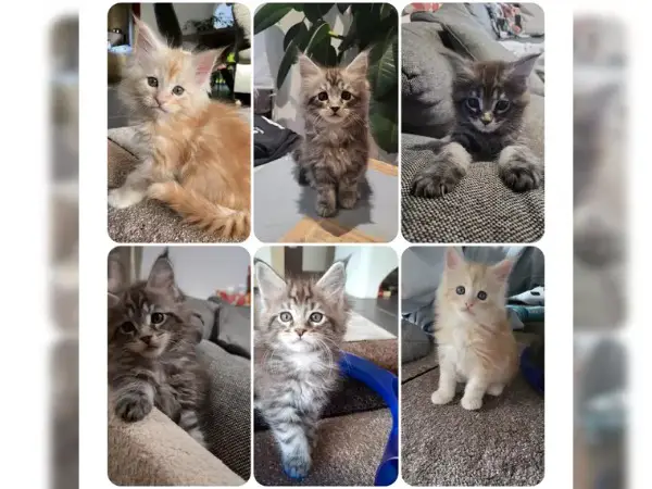 Süsse Maine Coon Kitten suchen ein liebevolles Zuhause