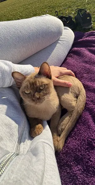 Kater zum decken gesucht?