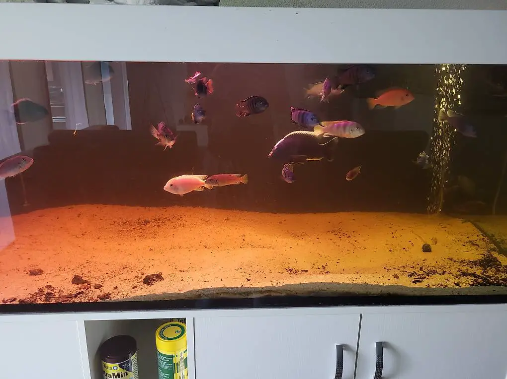 Ausgewachsene Malawi Barsche