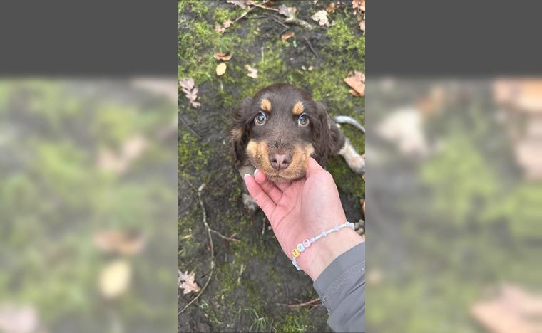 Cocker Spaniel Welpe 5 Monate in liver Roan tan