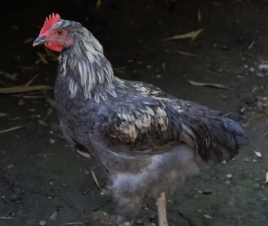 Junger Marans Hahn, seltene Farbe/Rarität