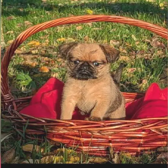 Zwerggriffon Welpen mit Ahnentafel