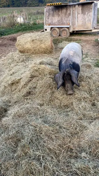 Mutterschweine zu verkaufen