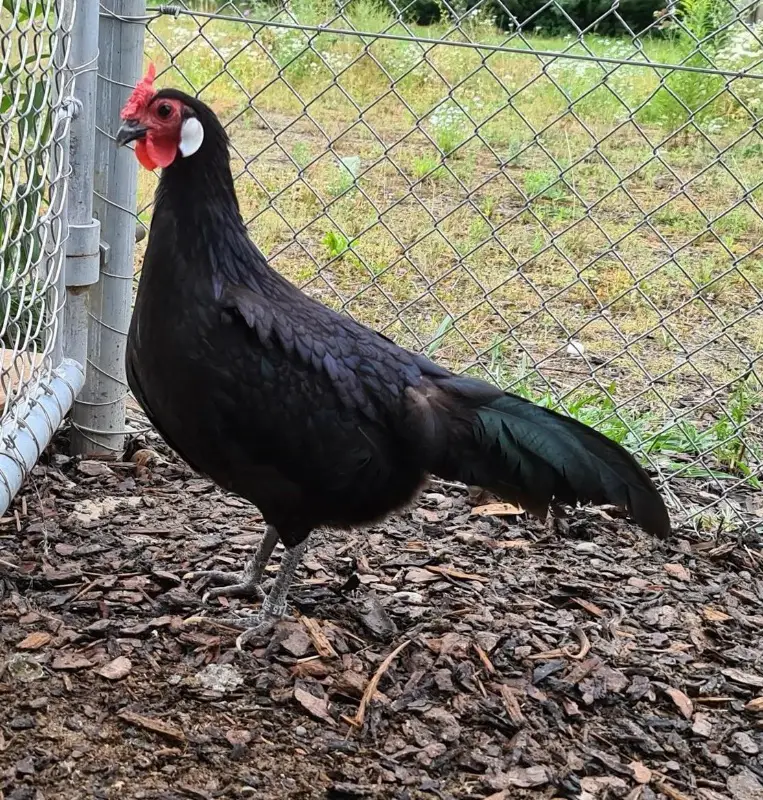 Junghennen Hamburger, blau oder schwarz