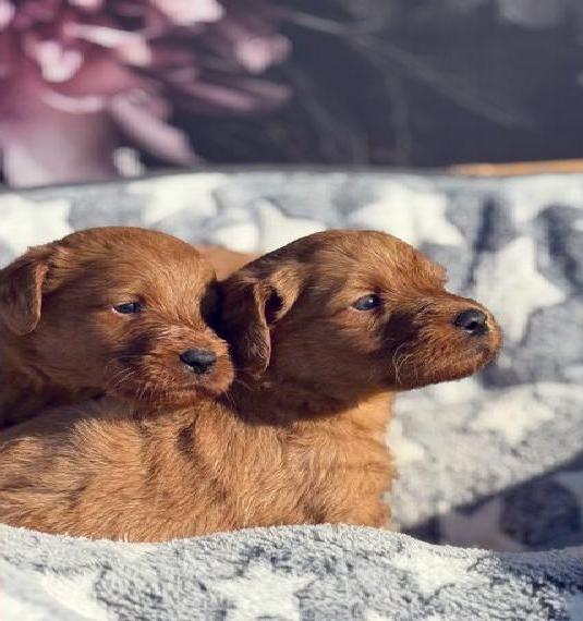 Labradoodle F1 Medium aus liebevoller Familienzucht