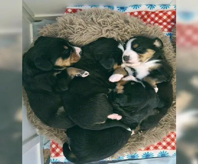 Entlebucher Sennenhund Welpen