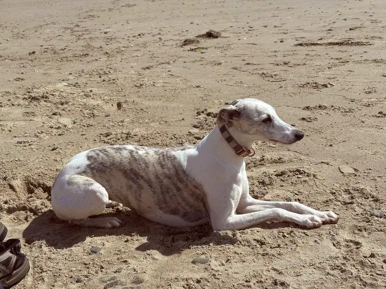 Whippet-Welpen abzugeben