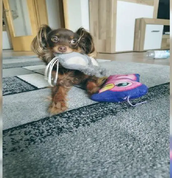 Wer hat einen kuscheligen Platz für mich frei ?