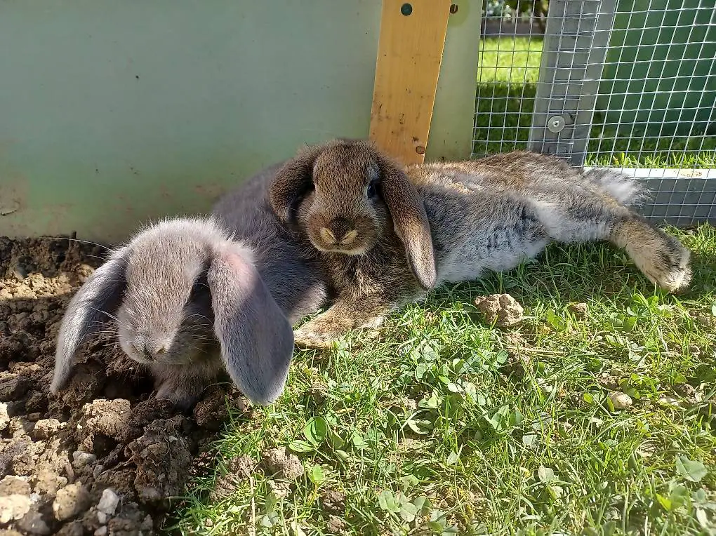 Widder Kaninchen junge Rammler