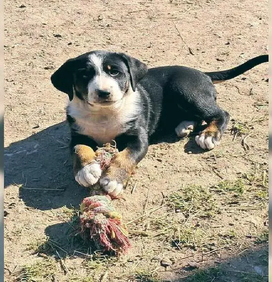 Appenzeller Sennenhund Welpen
