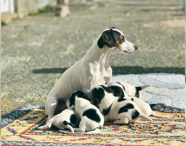 Süsse reinrassige Jack Russell