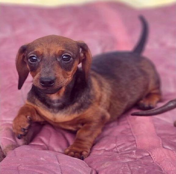 Wunderschöne Dackelbabys suchen ihr Zuhause