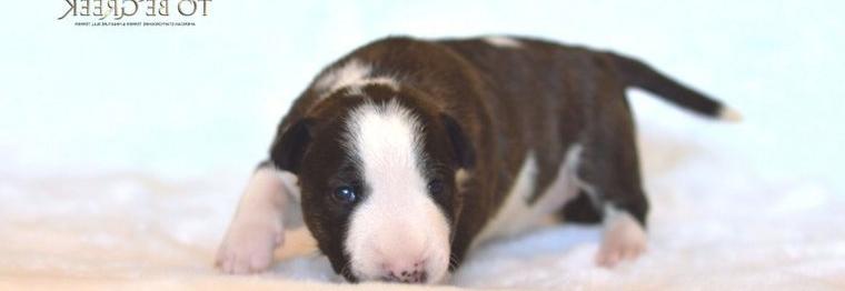 Miniature Bull Terrier litter D