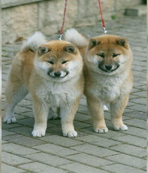 Shiba Welpen mit FCI-Ahnentafel