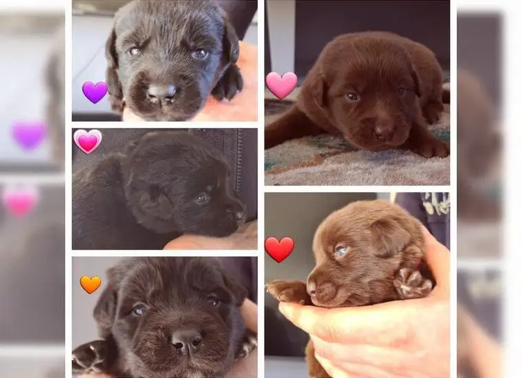 Aussiedor F1.... Familien und Therapiehund