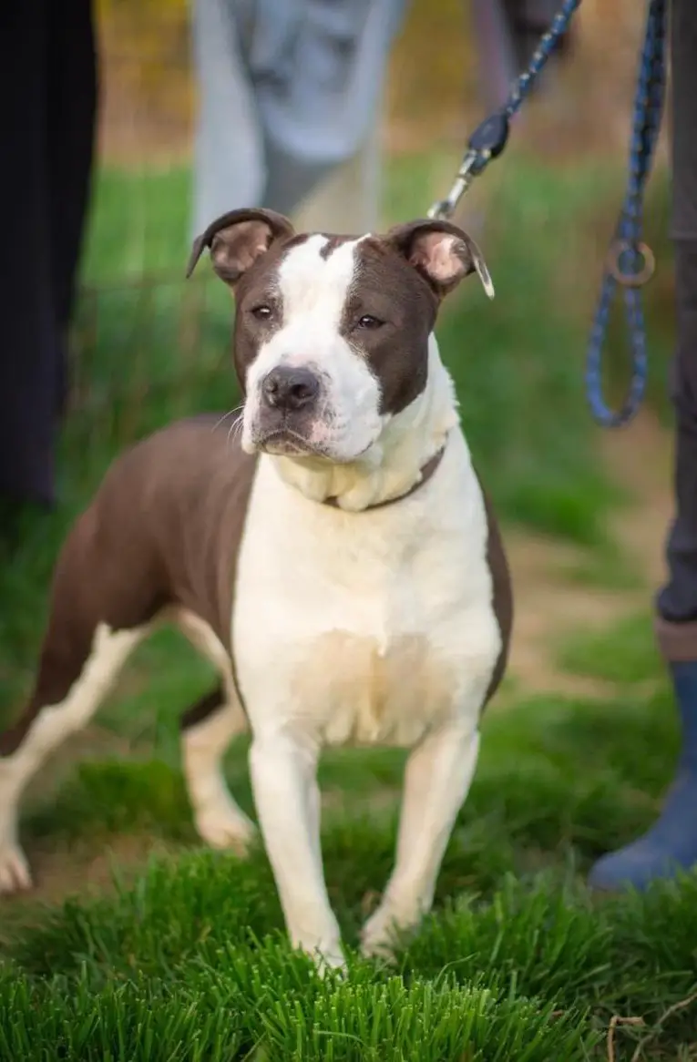 Yoda, eine freundliche AmStaff-Mix Hündin aus dem Tierschutz