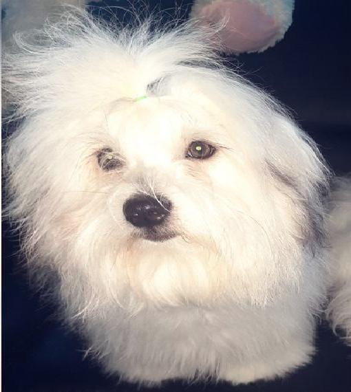 Coton de Tuelar Welpen | Ich habe mein Köfferchen gepackt