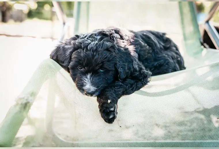 Bestens sozialisierte Swissydoodle(ähnl. Bernedoodle) Medium Welpen, Doodle, kinderlieb