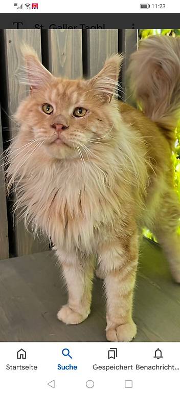 Maine Coon Kater mit Stammbaum