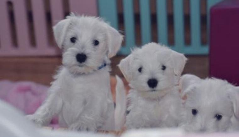 Weisse Zwergschnauzer-Welpen