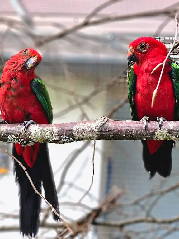 Königssittiche zu verkaufen