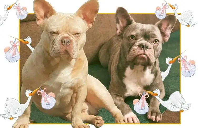 Französische Bulldoggen