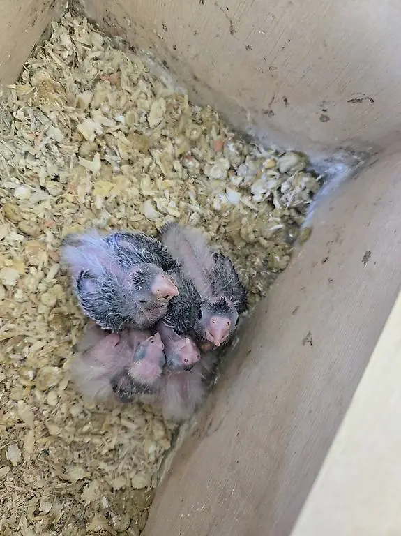 Junge nymphensittich