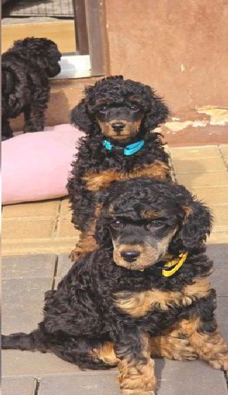 Kleinpudel, Wir haben Welpen, Begleiter, Seelentröster und Freund, VDH