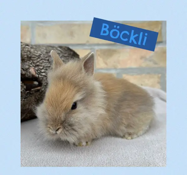 Junge Löwenkopf Zwergkaninchen