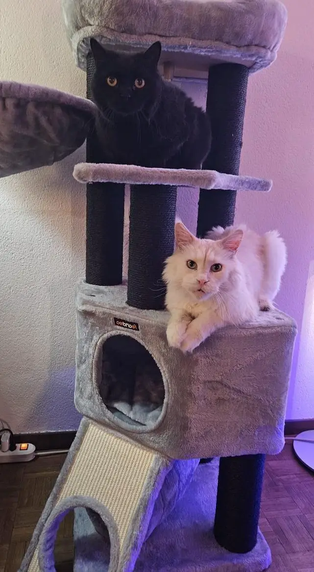 Kater Pärchen sucht liebevolles Zuhause für Lebensabend