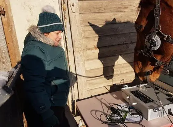 Vital Coaching für Pferde mit dem MetaVital@Horse System