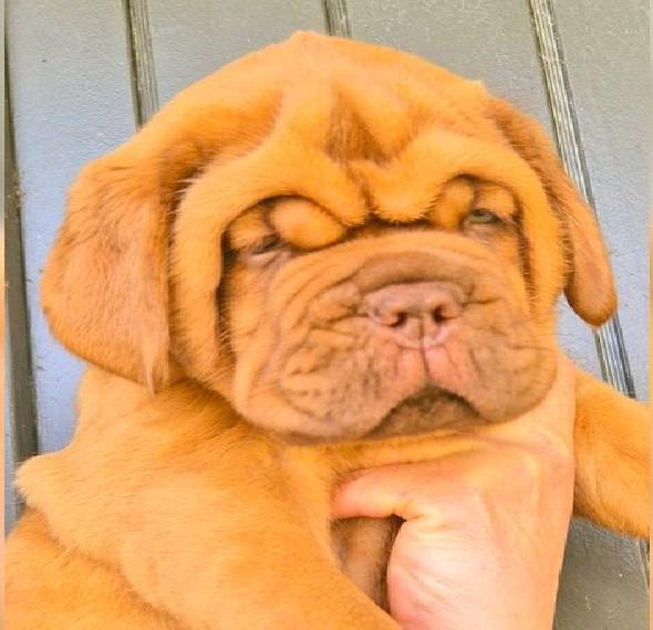 Unsere Bordeaux Doggen Welpen sind da